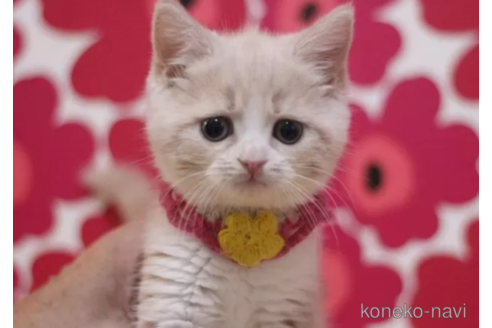 成約済の東京都のスコティッシュフォールド-101310の3枚目